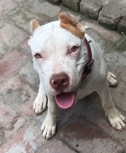 Pitbull Puppy