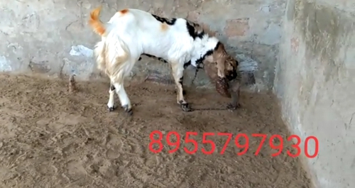 Sojat Goat — photo 6