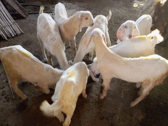 JMK Goat Farm Kishangarh Pvt Ltd — photo 6
