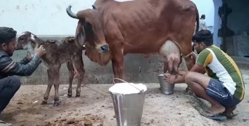 Cow — Cow for sale in Jaipur, India