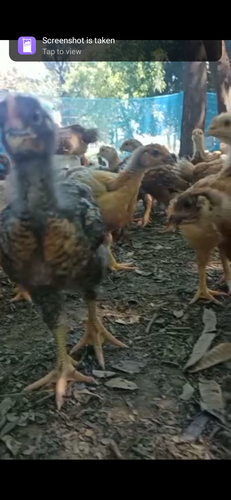 Hen desi quality 1 number — photo 4