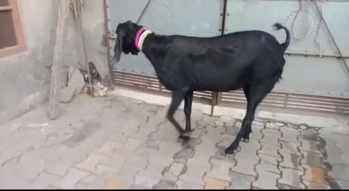Punjabi Beetal  Female Goat — photo 4