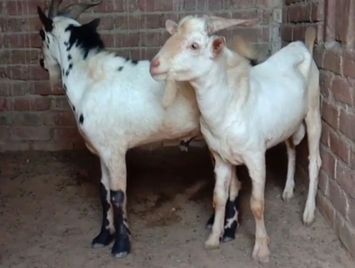 Barbari Goat