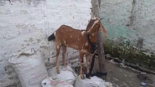 Desi Cross breed — photo 3