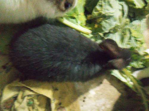 Amazing rabbits — photo 3