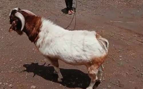 African Bore Goat — photo 3