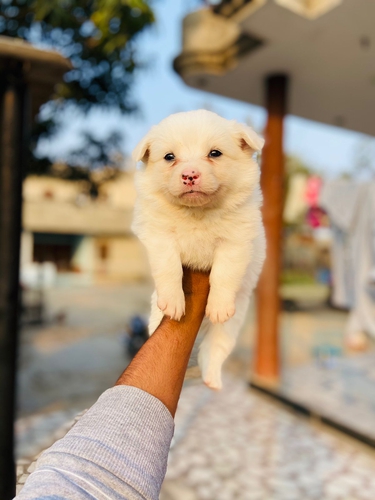 Pomeranian Puppy
