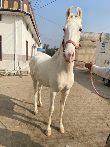 Nukri Horse