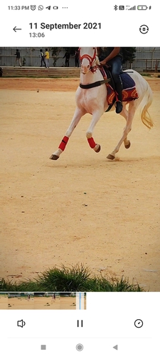 Marawadi horse — photo 6