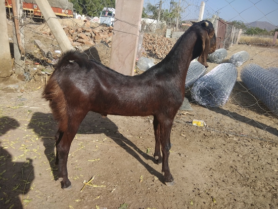 Shirohi Male  — photo 3
