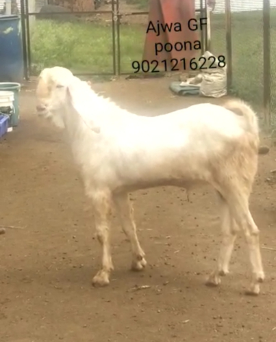 Patira Goat — photo 4