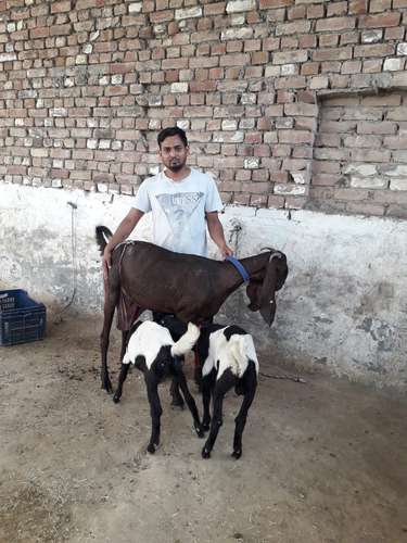 Beetal Goat  — photo 3