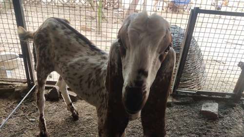 Beetal Goat white eyes — photo 4
