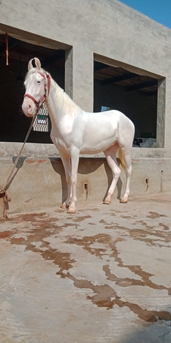 Marwari Horse — photo 2