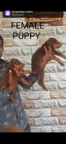 Doberman puppies