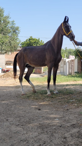 Marwari Mare