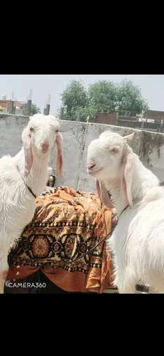 Hansa Goat (Jodi)  — photo 2