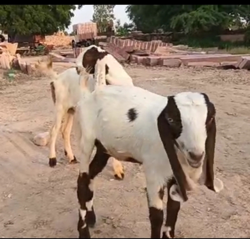 Hyderabadi, Totapari Goat — photo 4
