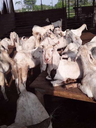 Sojat Goat — photo 3