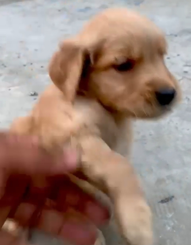 Golden retriever Puppy — photo 2
