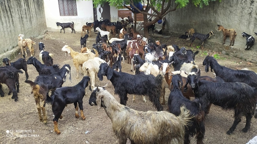 Cutting Goat