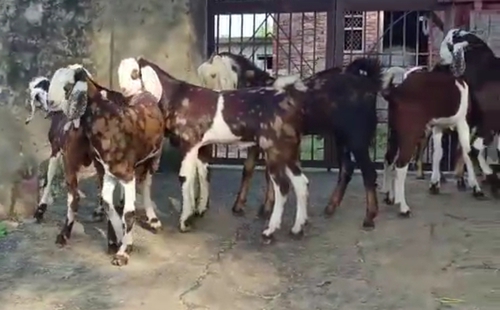 Gujari Goat  — photo 6