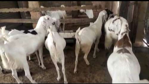 Sojat Goat