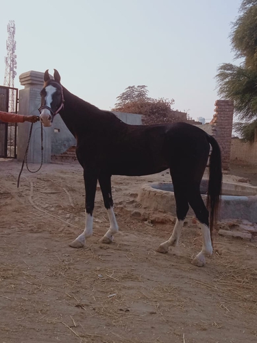Marwari Horse — photo 3