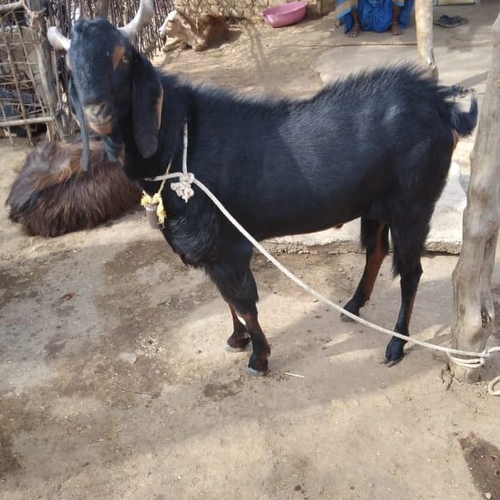 Kota Goat — photo 4