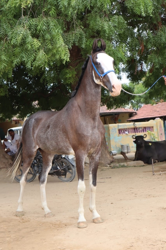Beautiful mare horse