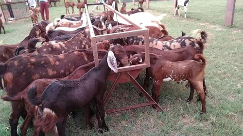 Sirohi , Gujri , Ajmeri Goat — photo 5