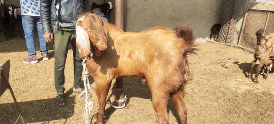 Shiroi,Sojat Goat  — photo 4