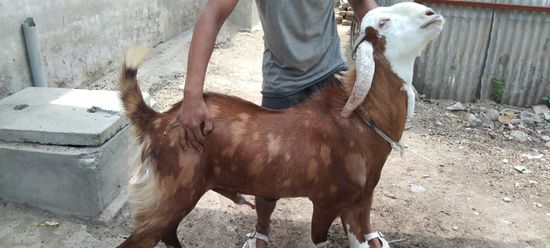 Gujri Male Goat — photo 3