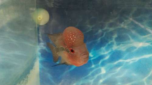 Flowerhorn Fish — photo 3
