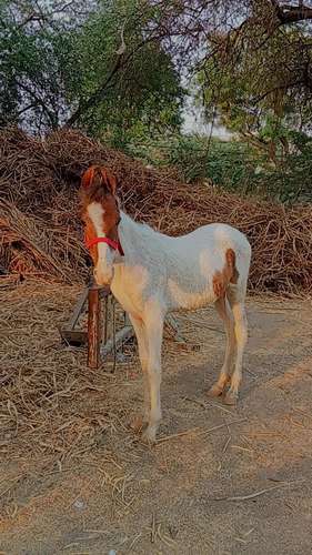 Marwadi Horse — photo 2