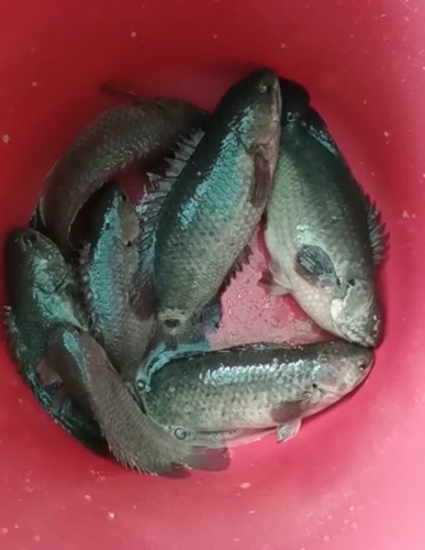 Vietnam koi Fish — photo 2