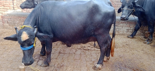Duje sui buffalo — photo 2