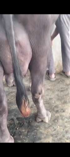 Female calf Buffalo — photo 4