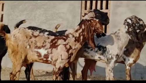 Beetal Goat — photo 3