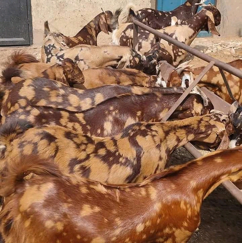 Sirohi , Gujri , Ajmeri Goat — photo 2