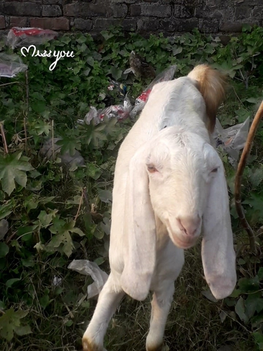 Gulabi Patira Goat — photo 6