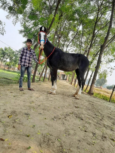 Horse — photo 2