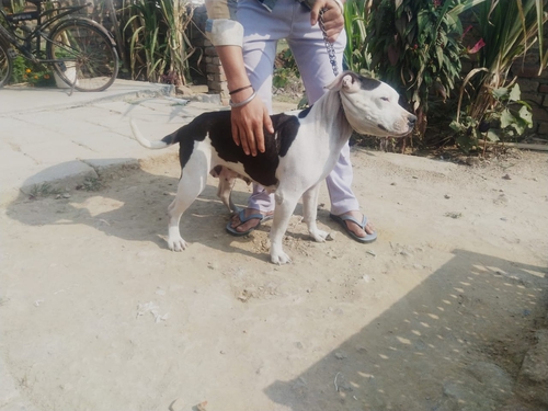 American Bully — photo 4