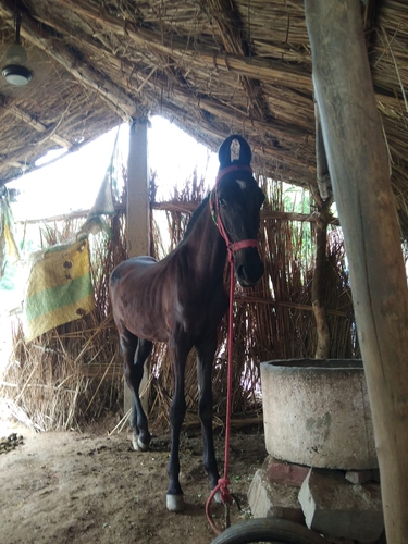 Marwadi Horse 🐎 — photo 3