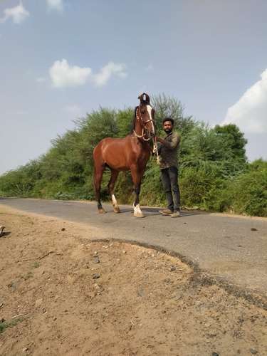 Marwadi Horse 🐎  — photo 2