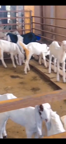 Sojaat goat — photo 2