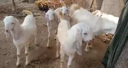 Sojat Goat — photo 2