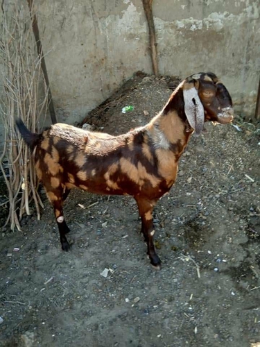 All Breed Goats Available — photo 6