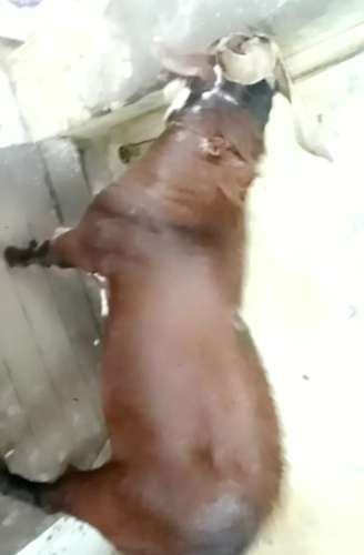 Barbari Goat — photo 2