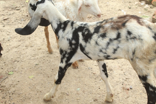 Beetal Goat — photo 2